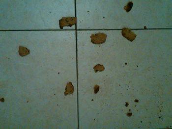 Dropped Cookies